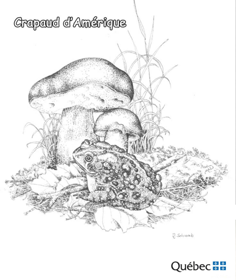 Sapo americano de Animales