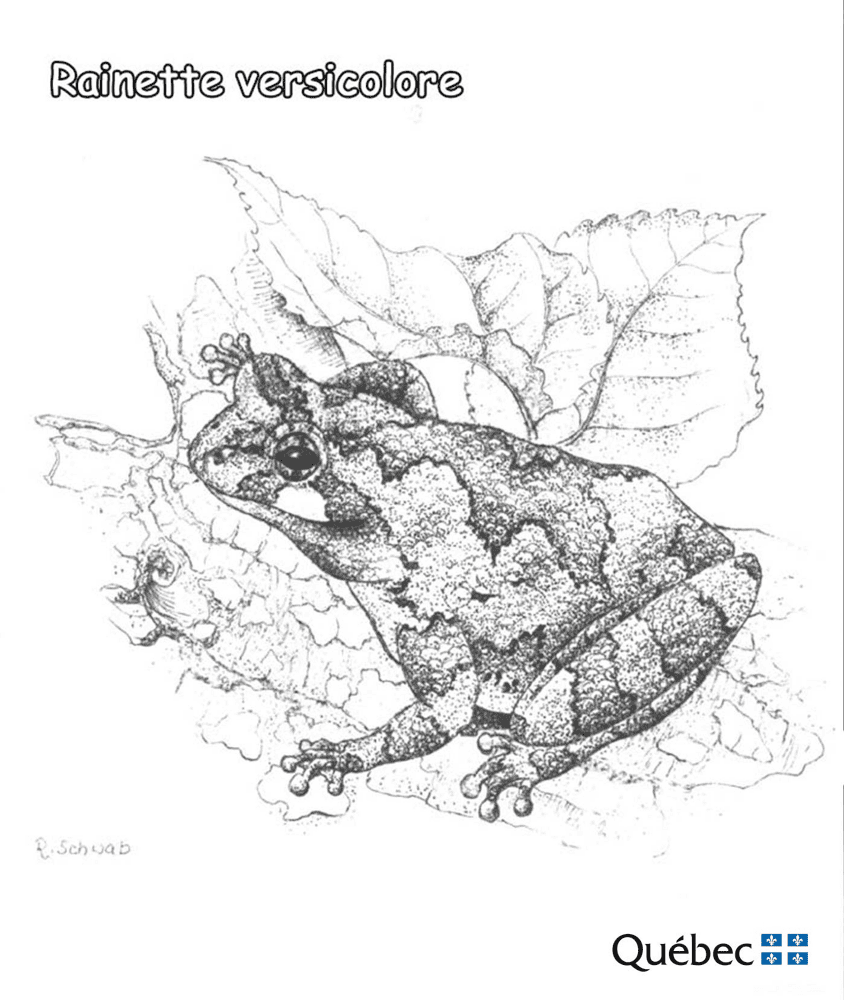 Gray treefrog from Animals