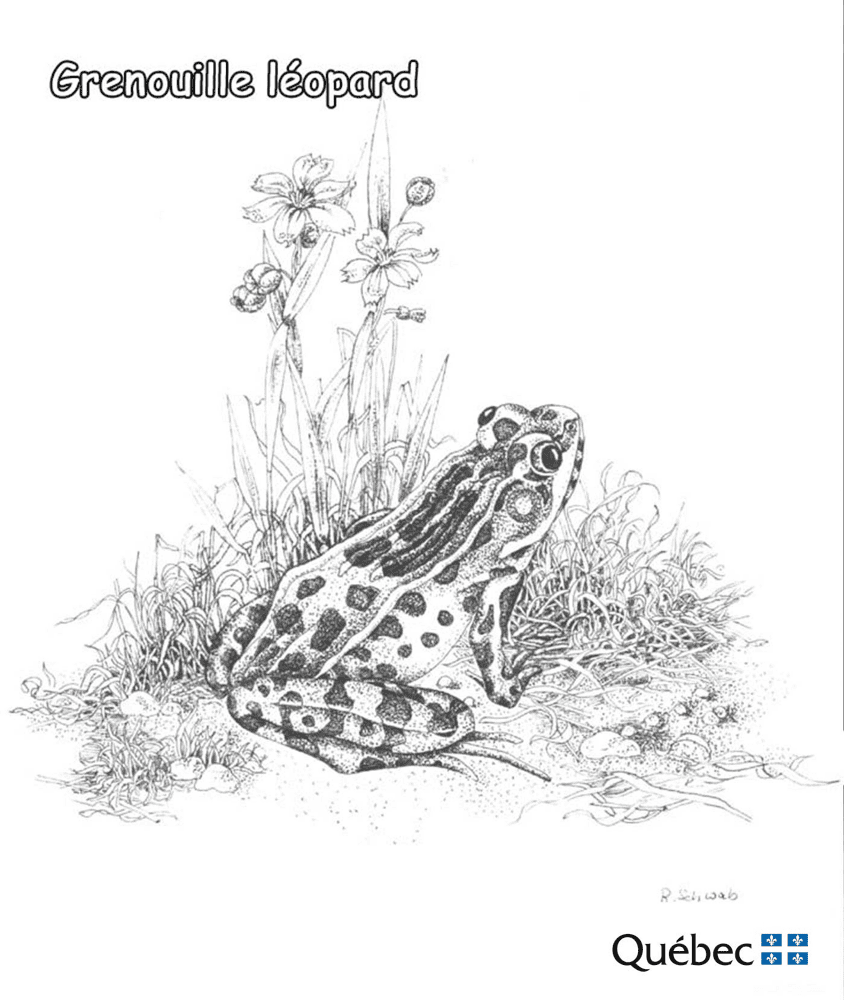 Rana leopardo de Animales