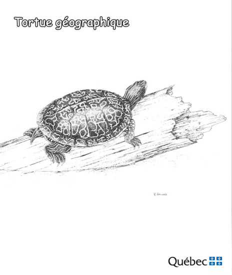 Kura-kura peta dari Hewan