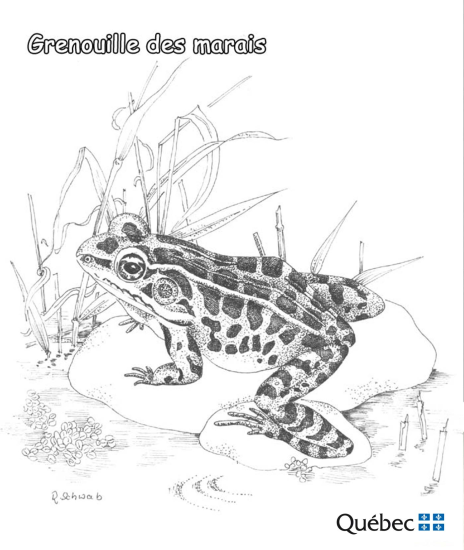 Rana de pantano de Animales