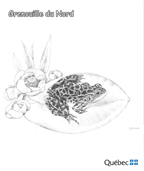 Rana norteña de Animales