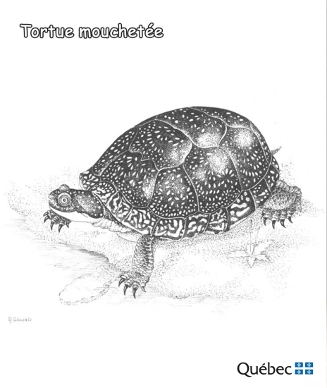 Kura bertut dari Hewan