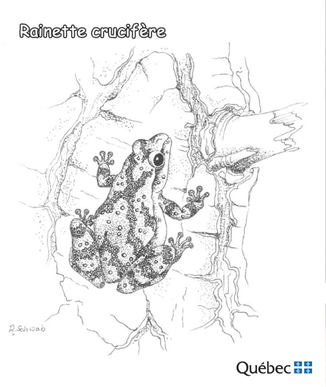 Ranita de primavera de Animales