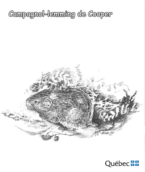 Куперов леминг из Животиње