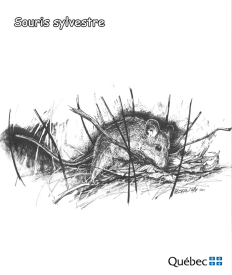 Meža pele no Dzīvnieki