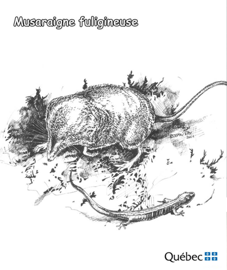 Mørk spissmus fra Dyr