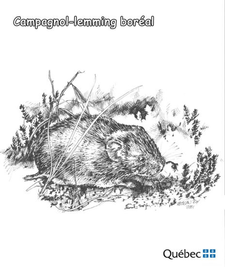 Северни мочварни леминг из Животиње