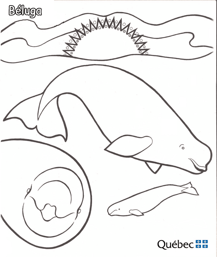 Белуга от Животни