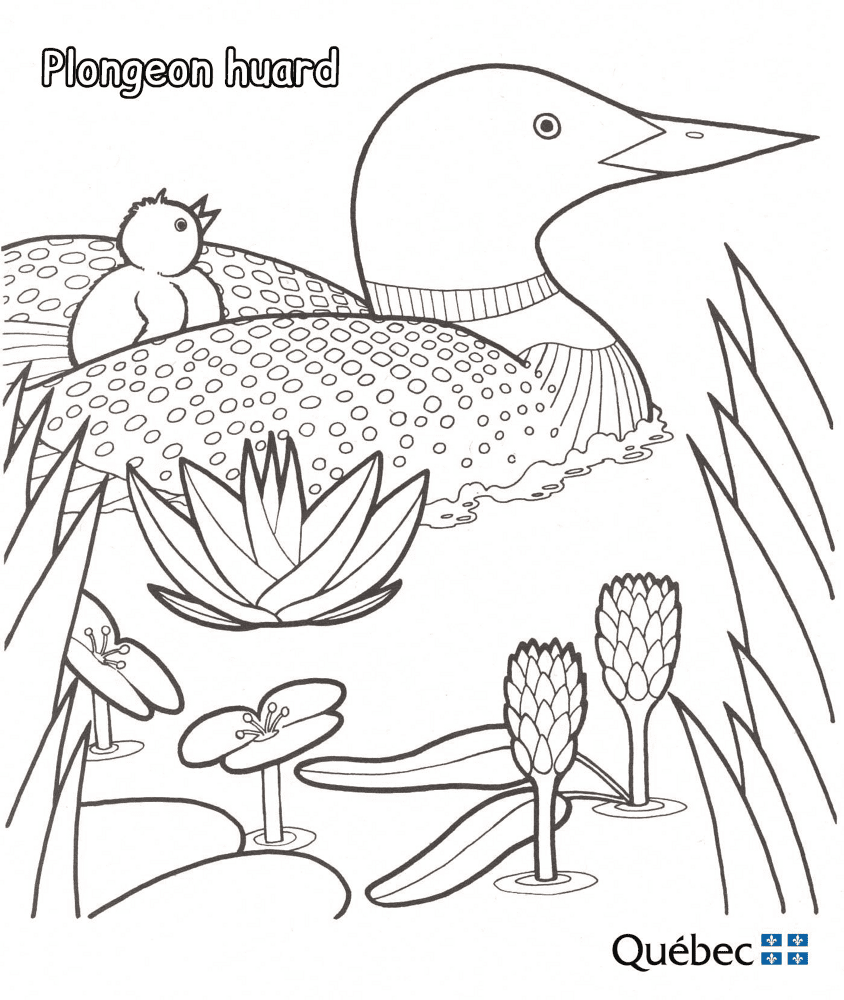 来自 动物 的 普通潜鸟