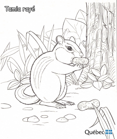 動物 の シマリス（イースタンチップマンク）