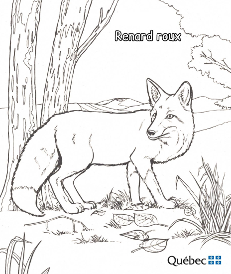 Червена лисица от Животни