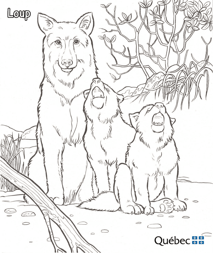 Sudet kohteesta Eläimet